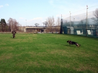 Mann gegen Hund